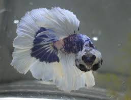 A prism is a solid object with: Halfmoon Marble Betta