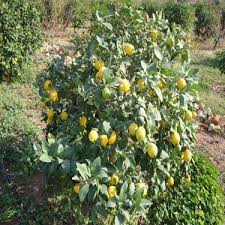 Limon ağacının şu durumlarda ve bakımda en iyi şekilde yetişir; Ideasepet Tuplu Yari Bodur Yediveren Limon Fidani Fiyati