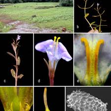 Image result for Linderniella gracilis