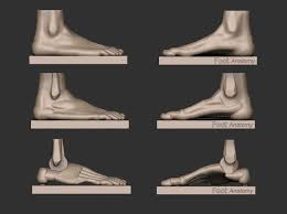 Foot Reference 3d Print Model Print Models Body Reference Anatomy Reference