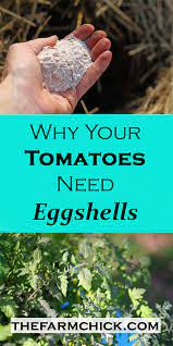 How to make eggshell tea fertilizer. Why Your Tomatoes Need Eggshells