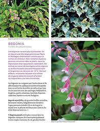 Les Nouvelles Plantes D Ombre Pour Le Jardin Medium Expert French Edition Basset Cedric Halle Francis 9782841386451 Amazon Com Books