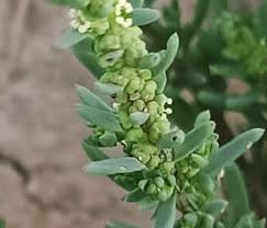 Image result for Suaeda