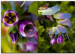 Image result for Sericanthe sp. A (Nyanga taxon)