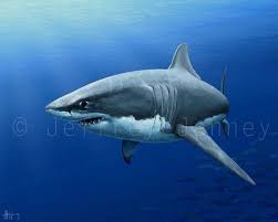 Great White Shark Painting 8x10 Fine Art Print From An Etsy Shark Painting Shark Art Great White Shark