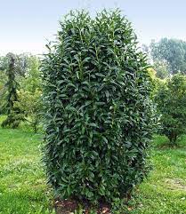 Containerware kann man grundsätzlich das ganze jahr über pflanzen. Saulen Kirschlorbeer Genolia 1a Pflanzen Kaufen Baldur Garten