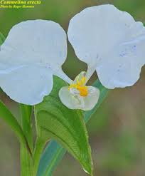 Image result for Commelina capitata