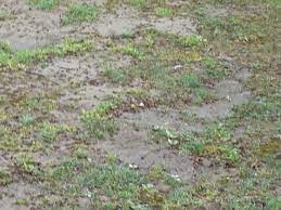 Bare Spots In A Lawn Grass Seed Different Types Of Grass Seed Germination