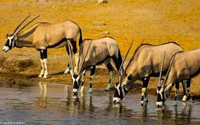 Namibians are very proud of their cultures. Namibia 11 Fun Facts You Probably Don T Know