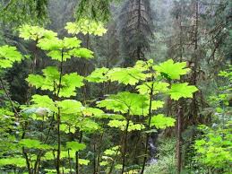 Image result for Araliaceae