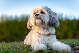 See more ideas about shih tzu, maltese shih tzu, puppies. Maltese Shih Tzu Mix The Ultimate Apartment Dog Perfect Dog Breeds