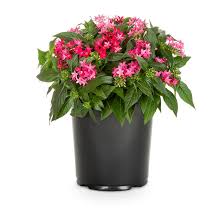 Image result for Pentas longiflora
