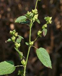 Image result for Sida spinosa