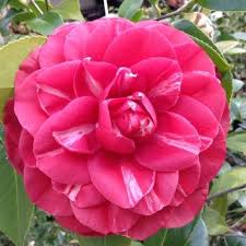 Tsubaki S Bona Bella Camellia Flowers Plants
