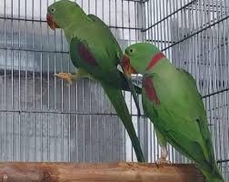 Genus cyanopsittaในกลุ่มที่สี่ได้แบ่งตามลักษณะคล้ายกับกลุ่มที่สามนี้ โดยมีอยู่เพียงชนิดเดียว คือ spix's (spixii) macaw ทั้งหมดเป็นการแบ่งสายพันธุ์ทางวิทยาศาสตร์ในกลุ่มต่างๆ โดยยังมีการแบ่งเป็นชื่อเรียกย่อยอีก ยกตัวอย่างของกลุ่ม genus ara ที่มีชนิด blue and gold ก็จะใช้ชื่อทางวิทยาศาสตร์ ว่า ara ararauna: à¸™à¸à¹à¸ à¸§à¹‚à¸¡à¸‡ à¸«à¸™ à¸²à¸«à¸¥ à¸ Facebook