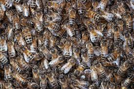 They do this until the player moves. Why Some Ecologists Worry About Rooftop Honey Bee Programs Wired