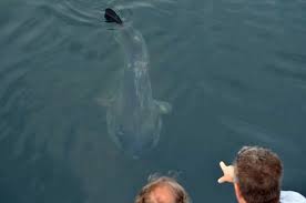 New England Aquarium News And Updates The Sea Monstah Is Actually An Ocean Sunfish New England Aquarium Ocean Shark