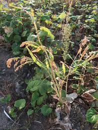 Image result for Panicum carneovaginatum