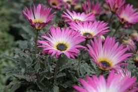 Image result for Arctotis