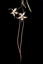 Image result for Aerangis distincta