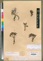 Image result for Launaea rarifolia