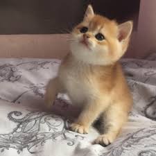 Read more about this cat breed on our british shorthair breed information page. British Shorthair For Sale In The City Of Yalta Ukraine Price Negotiated Announcement 6089