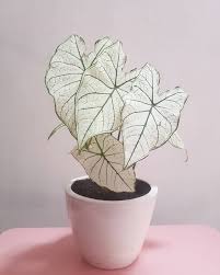 Curahhujan On Instagram White Is The New Black Caladium Caladiumlovers Caladiumwhitechristmas Plantmakemeh Caladium Plants Indoor Plants