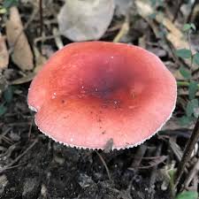 Image result for Russula sp.
