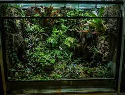 E682d55bea3dc69e6c7b9c137842e818 Jpg 640 487 Fish Tank Terrarium Frog Terrarium Dart Frog Vivarium