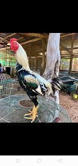 Harusnya kan jadi anak ayam. 7 Ide Ok Kutipan Sederhana Ayam Kandang Ayam