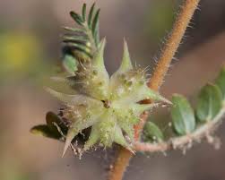 Image result for Zygophyllaceae