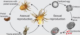 Aiptasia Guse Lab It is a hermatypic anemone, meaning that it contains.