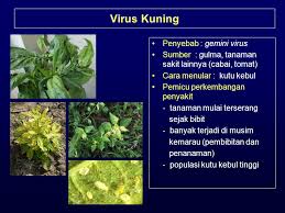Selain menyebabkan daun menjadi kuning dan keriting, gejala lain. Hama Penyakit Cabai Ppt Download