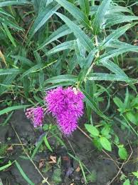 Image result for Vernonia praecox