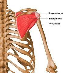 what do you know about muscular system flashcards by proprofs in 2021 shoulder anatomy muscle spanish english printable free