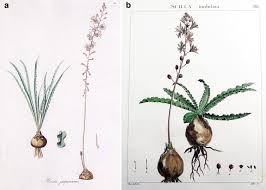 Image result for Drimia calcarata