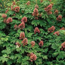 The best type of shrub for quick growth, however, should always be compatible with its surroundings. The Best Shrubs For Your Yard
