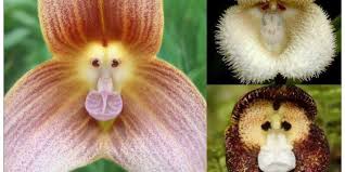 Aliens among us. Monkey orchids ...