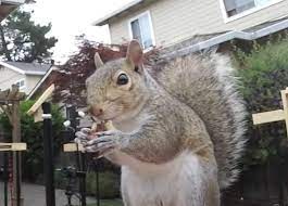 Viral Video Watch As Squirrels Master An Amazing Ninja Warrior Obstacle Course With Style In 2020 Ninja Warrior Squirrel Water Games For Kids