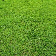 Image result for Axonopus compressus