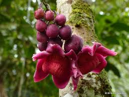 Image result for Lecythidaceae