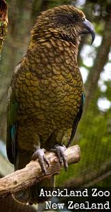 Eco Friendly Auckland Zoo Animals Makes A Great Family Outing Interesting Animals Animals Zoo Photos