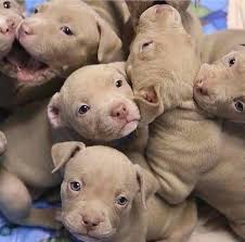 Located in the great state of new jersey, we pride ourselves on breeding healthy and extremely big dogs. Ur Computer Technics Scoop It