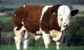 Mutlu hayvanlarınız için manav yem'i seçin. Beysehir Canli Hayvan Pazari Home Facebook