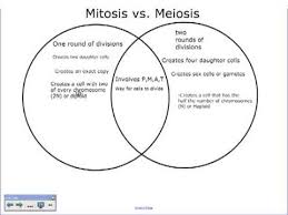 Differences Between Mitosis And Meiosis Venn Diagram Sada