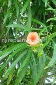 Kangkung belacan is a spicy malaysian water spinach stir fry with chilies and shrimp paste. Cascabela Thevetia Pink Pink Thevetia Buy Seeds At Rarepalmseeds Com