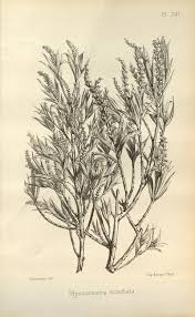 Image result for Myrothamnaceae