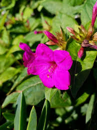 Le più belle immagini di fiori offerte gratis dal web. Fiori Viola 4k Foto Foto Stock Gratis E Royalty Free Da Dreamstime