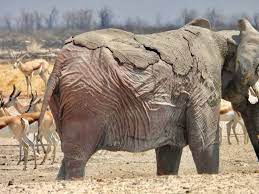The effects of Etosha National Park fires