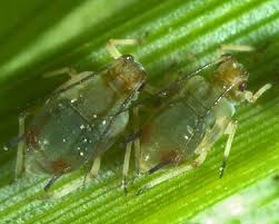 Image result for Cyperus rigidifolius